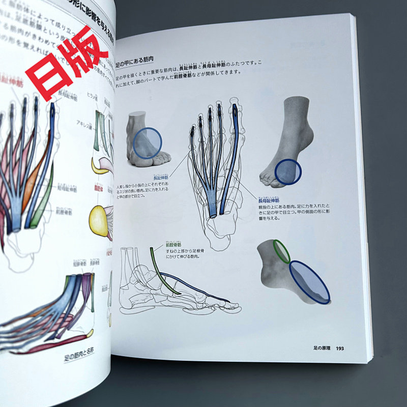 Fundamentos del dibujo humano: - Japanese Manga Drawing Tutorial Book reseña y precio