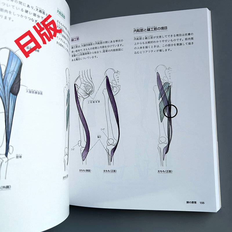 Fundamentos del dibujo humano: - Japanese Manga Drawing Tutorial Book reseña y precio